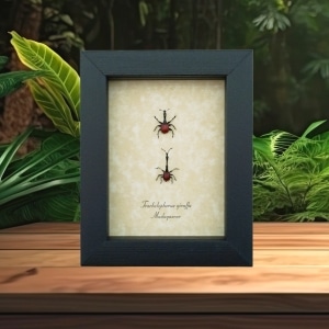 Giraffe Weevil Pair Trachelophorus giraffa Madagascar Beetles Framed Taxidermy