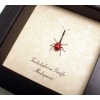 Giraffe Weevil Trachelophorus giraffa Male Madagascar Beetle Framed Taxidermy