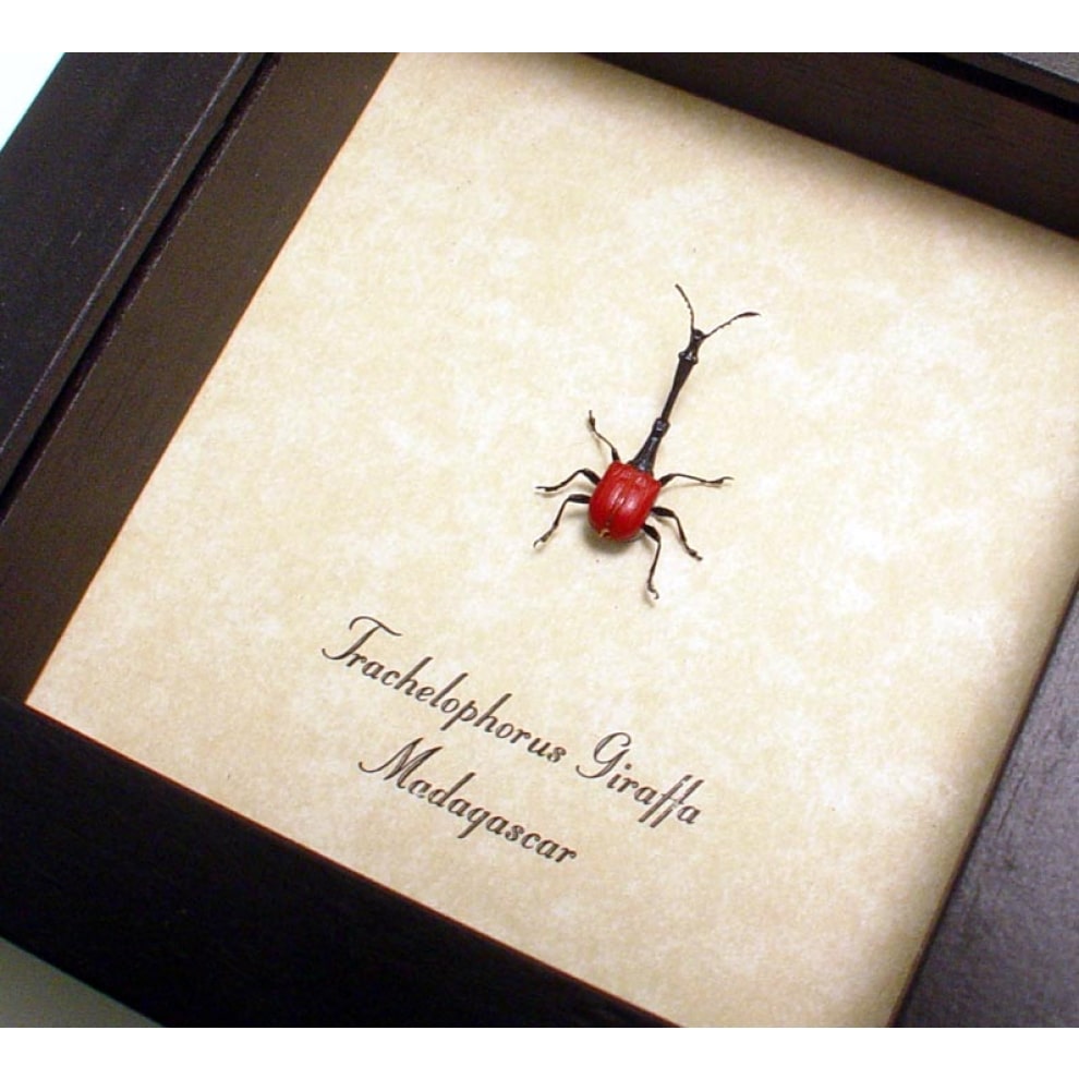 Giraffe Weevil Trachelophorus giraffa Male Madagascar Beetle Framed Taxidermy
