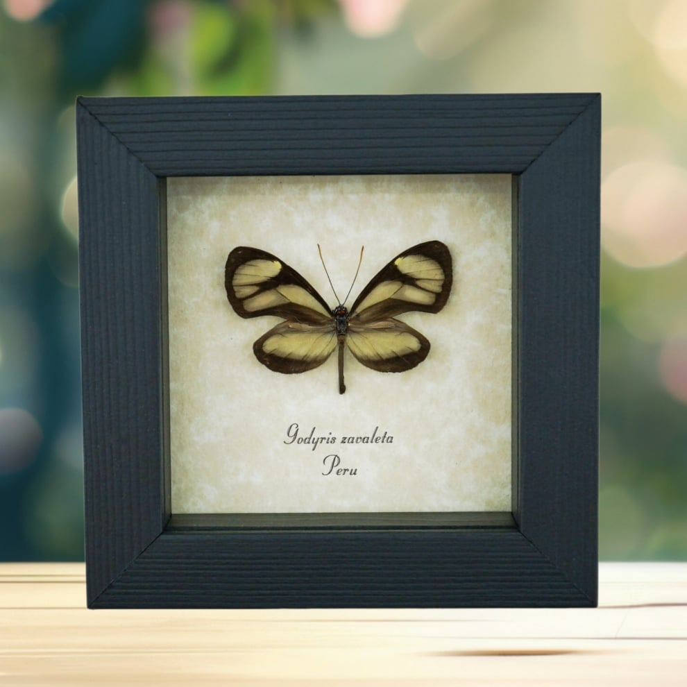 Real Framed Glasswing Butterfly Godyris zavaleta Taxidermy Display