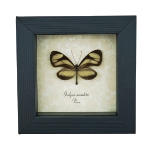 Real Framed Glasswing Butterfly Godyris zavaleta Taxidermy Display