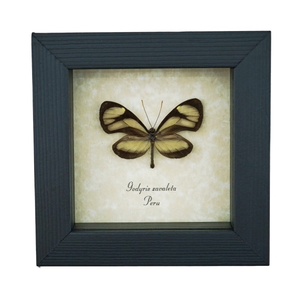 Real Framed Glasswing Butterfly Godyris zavaleta Taxidermy Display