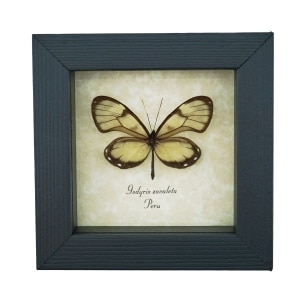 Real Framed Glasswing Butterfly Godyris zavaleta Female Taxidermy Display