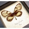 Godyris zavaleta Female Glasswing Butterfly Framed Taxidermy Display