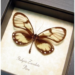 Godyris zavaleta Female Glasswing Butterfly Framed Taxidermy Display