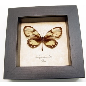 Godyris zavaleta Female Glasswing Butterfly Framed Taxidermy Display