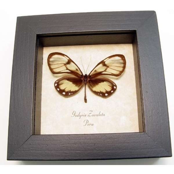 Godyris zavaleta Female Glasswing Butterfly Framed Taxidermy Display