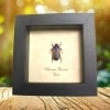 Framed Purple Beetle Chlorocala africana Taxidermy Display