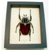 Goliathus goliatus male 88mm Giant Goliathus Beetle Framed Taxidermy Display