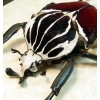 Goliathus goliatus male Giant Goliathus Beetle Framed Taxidermy Display