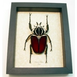 Goliathus goliatus male 88mm Giant Goliathus Beetle Framed Taxidermy Display