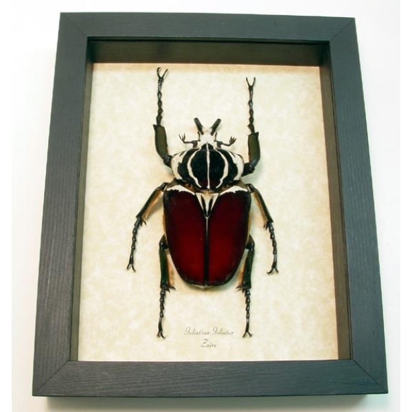 Goliathus goliatus male 88mm Giant Goliathus Beetle Framed Taxidermy Display