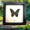 Green Spotted Triangle Butterfly Graphium agamemnon Framed Taxidermy Display