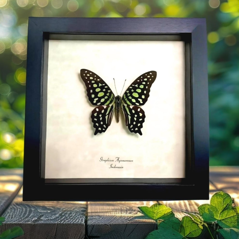 Green Spotted Triangle Butterfly Graphium agamemnon Framed Taxidermy Display Green Spotted Triangle Butterfly Graphium agamemnon Framed Taxidermy Display