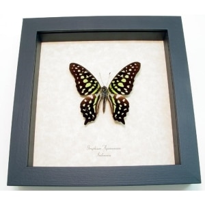 Graphium agamemnon Green Butterfly Framed Taxidermy Display