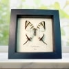 Graphium agetes White Swallowtail Butterfly Framed Taxidermy Display