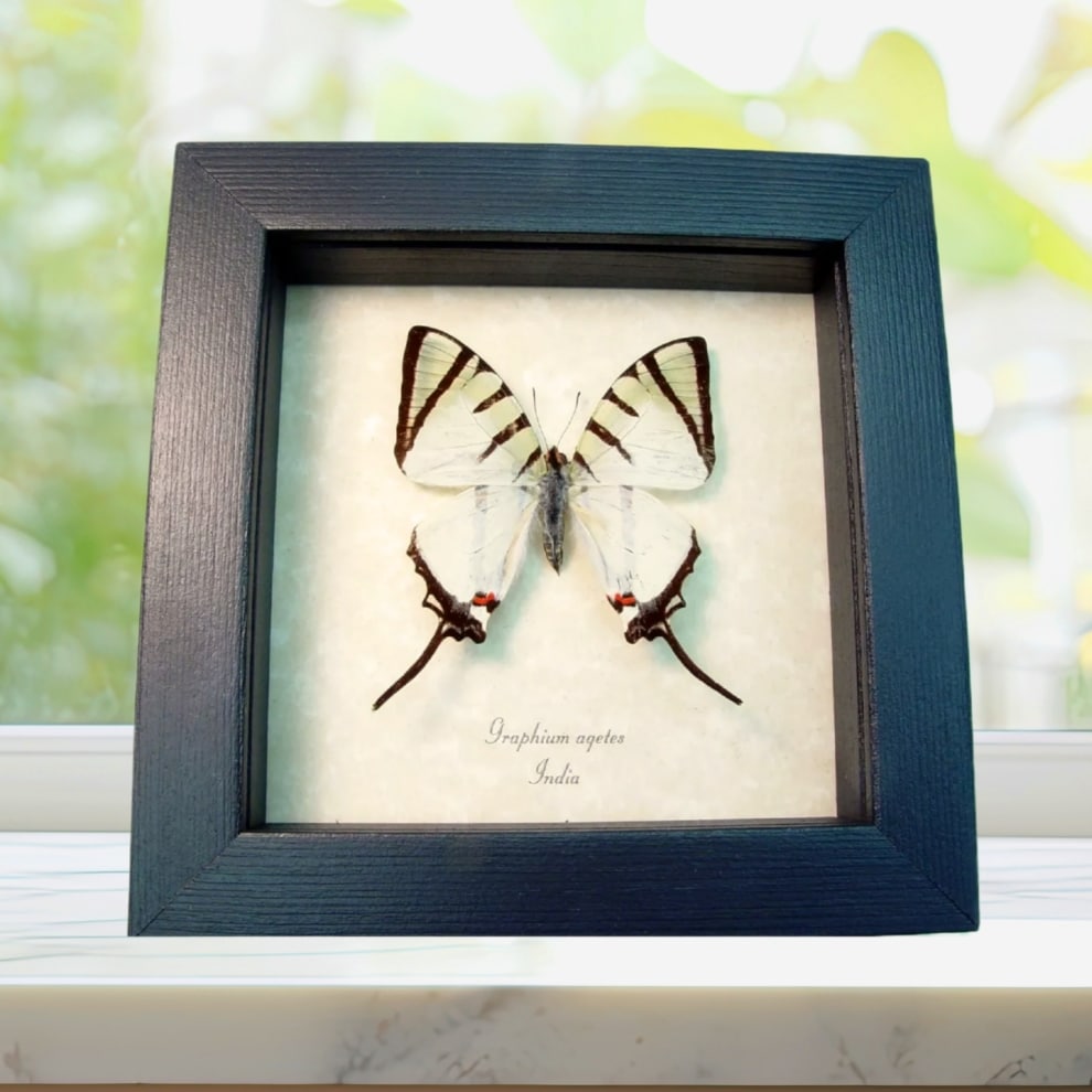 Graphium agetes White Swallowtail Butterfly Framed Taxidermy Display Graphium agetes White Swallowtail Butterfly Framed Taxidermy Display