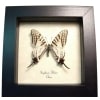 White Swallowtail butterfly Graphium alebion Framed Taxidermy Display