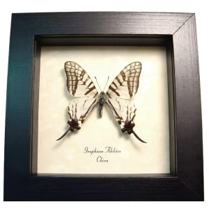White Swallowtail butterfly Graphium alebion Framed Taxidermy Display