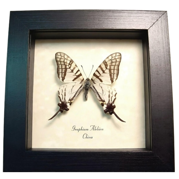 White Swallowtail butterfly Graphium alebion Framed Taxidermy Display