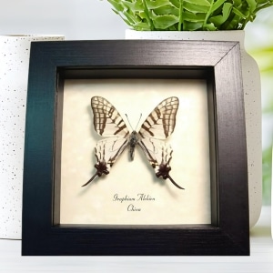 White Swallowtail butterfly Graphium alebion Framed Taxidermy Display