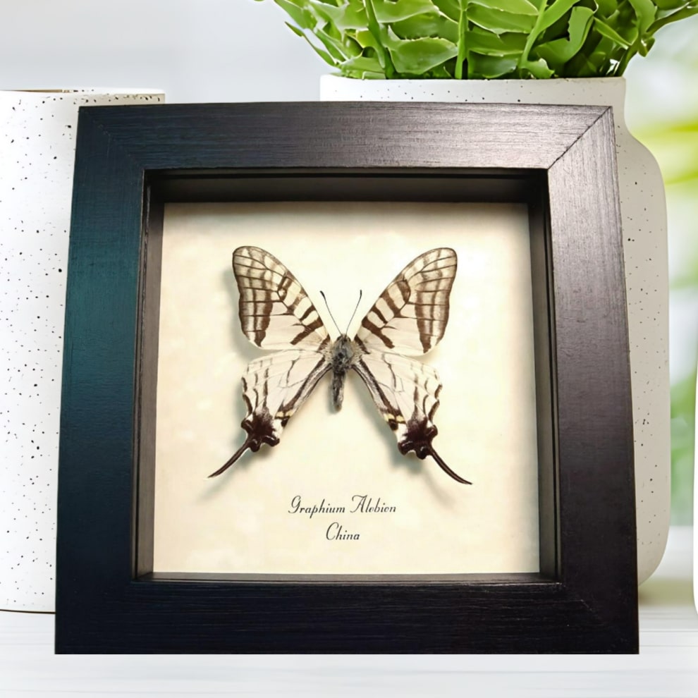 White Swallowtail butterfly Graphium alebion Framed Taxidermy Display
