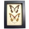 Angola White Lady Butterfly Graphium angolanus Pair Framed Taxidermy Display