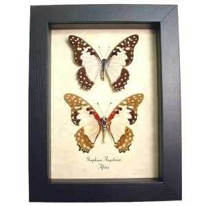 Angola White Lady Butterfly Graphium angolanus Pair Framed Taxidermy Display