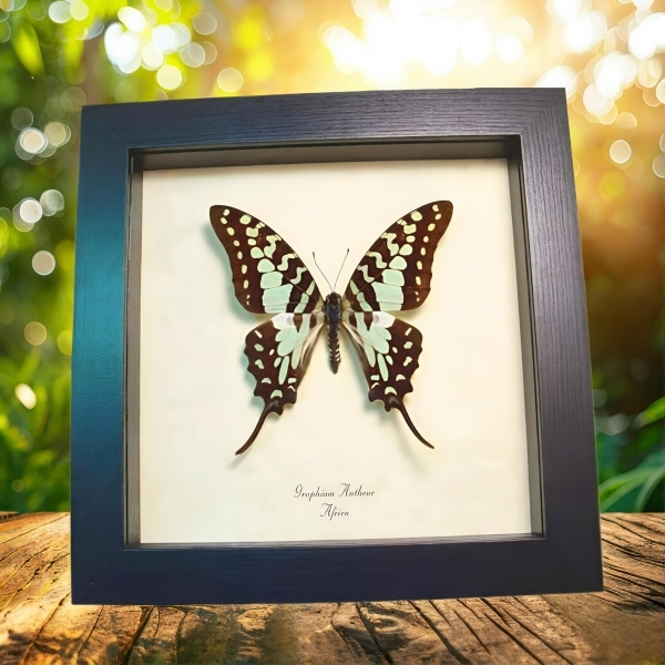 Graphium antheus Green Swordtail Butterfly Framed Taxidermy Display