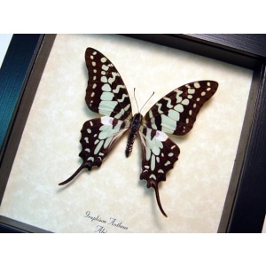 Graphium antheus Green Swordtail Butterfly Framed Taxidermy Display