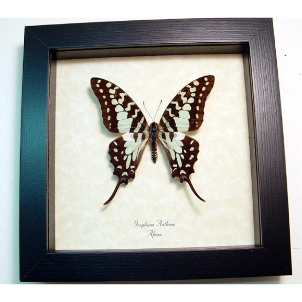Graphium antheus Green Swordtail Butterfly Framed Taxidermy Display