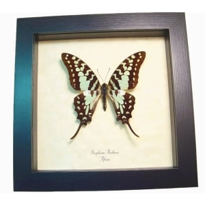 Graphium antheus Green Swordtail Butterfly Framed Taxidermy Display