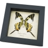 Five bar Swordtail Graphium antiphates Framed Butterfly Taxidermy Display