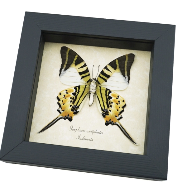 Five bar Swordtail Graphium antiphates Framed Butterfly Taxidermy Display