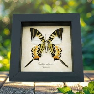 Five bar Swordtail Graphium antiphates Framed Butterfly Taxidermy Display