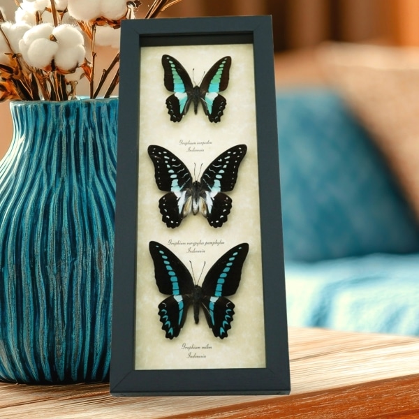 Graphium Butterfly Collection Framed Blue Butterflies Taxidermy Display
