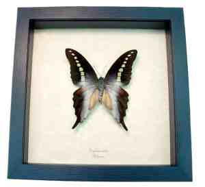 Green Banded Swallowtail Butterfly Graphium codrus Framed Taxidermy Display