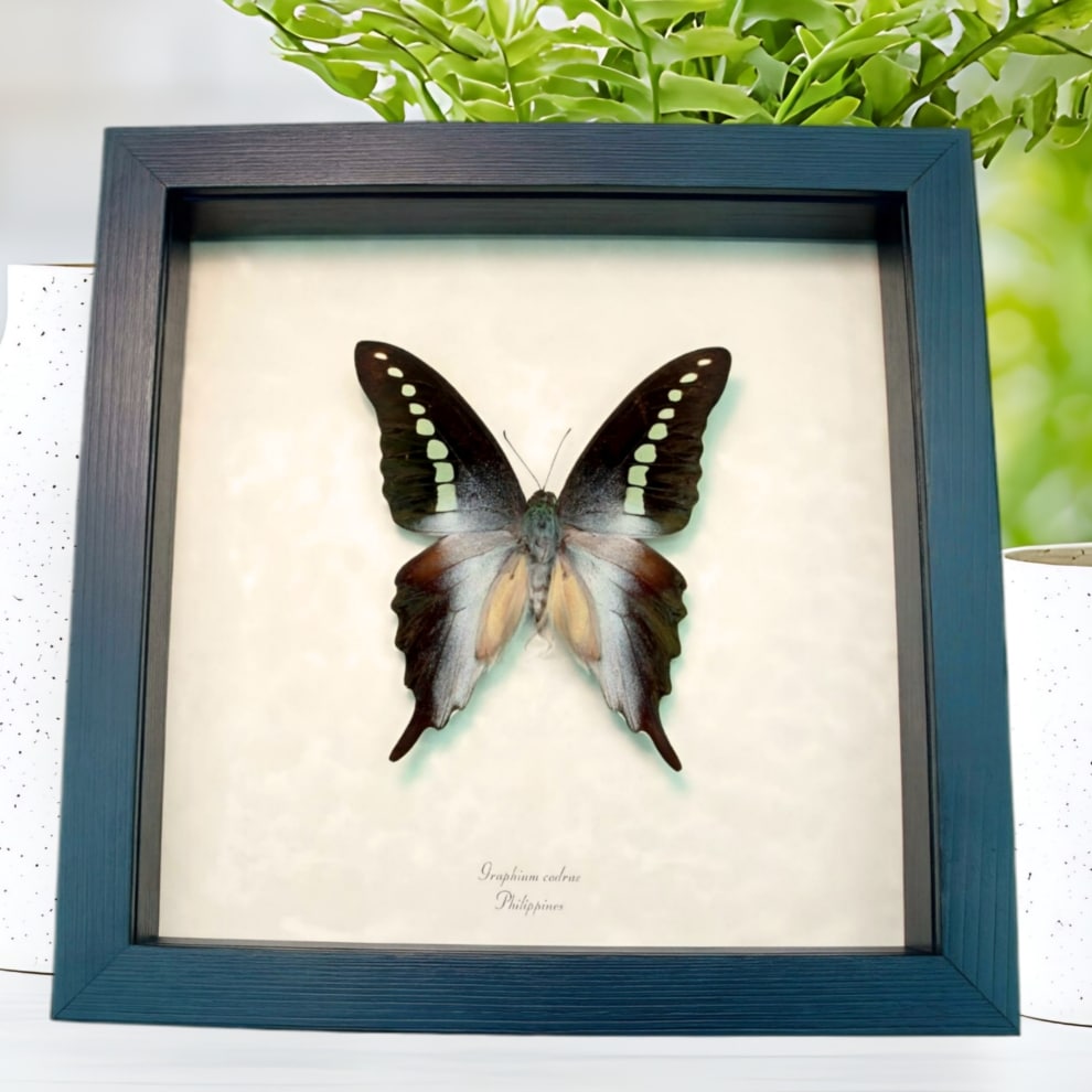 Green Banded Swallowtail Butterfly Graphium codrus Framed Taxidermy Display Green Banded Swallowtail Butterfly Graphium codrus Framed Taxidermy Display
