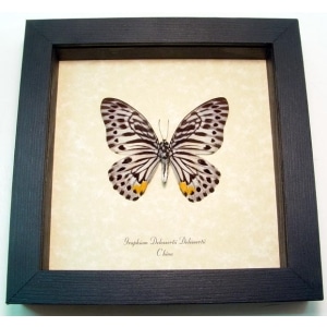 Graphium delessertii verso Malayan Zebra Framed Butterfly Taxidermy Display