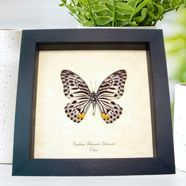 Striped Butterfly Graphium delessertii verso Framed Taxidermy Display