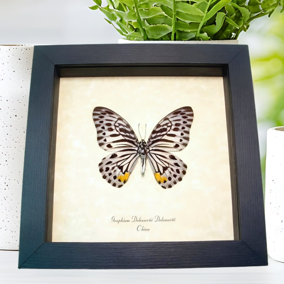 Striped Butterfly Graphium delessertii verso Framed Taxidermy Display