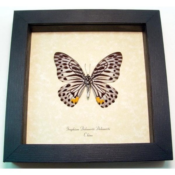 Graphium delessertii verso Malayan Zebra Framed Butterfly Taxidermy Display