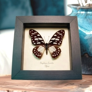 African Veined Swordtail Butterfly Graphium leonidas Framed Taxidermy Display