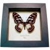 African Veined Swordtail Butterfly Graphium leonidas Framed Taxidermy Display
