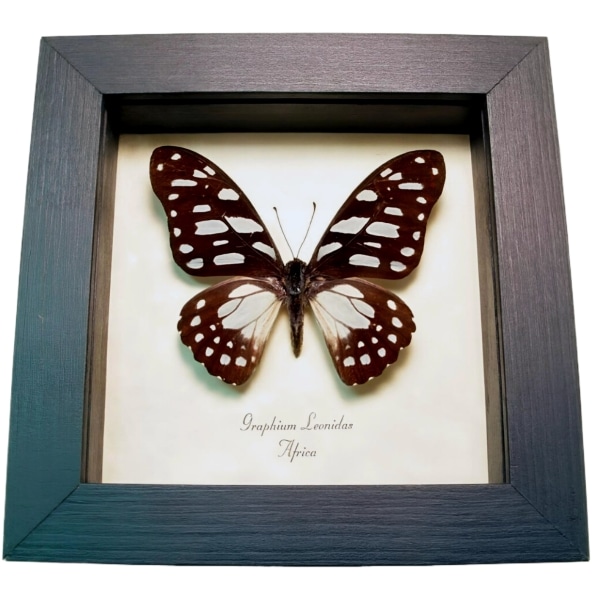 African Veined Swordtail Butterfly Graphium leonidas Framed Taxidermy Display