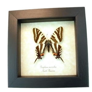 Graphium Marcellus Zebra Swallowtail Butterfly Framed Taxidermy Display