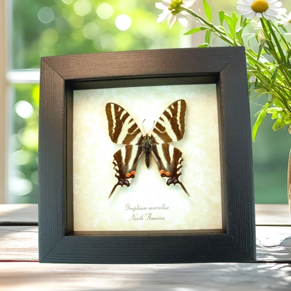 Graphium Marcellus Zebra Swallowtail Butterfly Framed Taxidermy Display