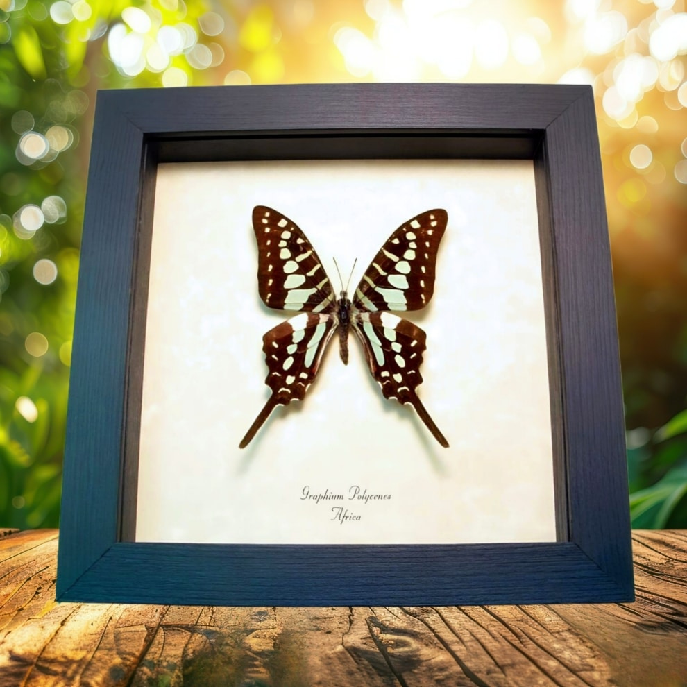 Green African Swallowtail Butterfly Graphium polycenes Framed Taxidermy Display