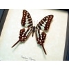 Graphium polycenes Green swallowtail Butterfly Framed Taxidermy Display