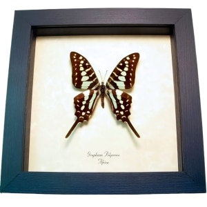 Green African Swallowtail Butterfly Graphium polycenes Framed Taxidermy Display